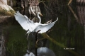 Great-Egret;Egret;Ardea-alba;Big-Cypress;Everglades;Flying-bird;action;aloft;beh